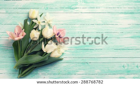 Fresh  spring y tulips and narcissus flowers on turquoise  painted wooden background. Selective focus. Place for text. Toned image.