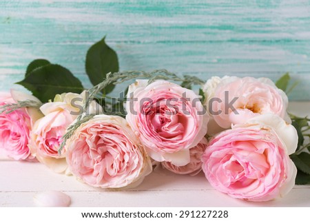 Postcard with sweet pink roses flowers  on white painted wooden background against turquoise wall. Selective focus. Place for text.