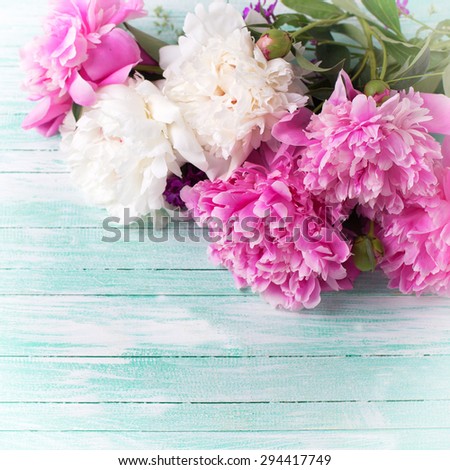 White and pink  peonies flowers on turquoise painted wooden planks. Selective focus. Square image.