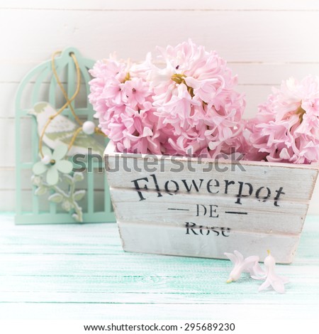 Fresh pink hyacinths flowers in wooden box on turquoise painted wooden background against white wall. Selective focus. Square image.
