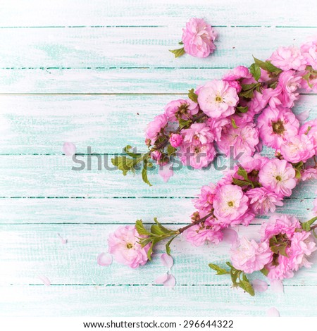 Bright pink  flowers on turquoise  painted wooden planks. Selective focus. Place for text. Square image.