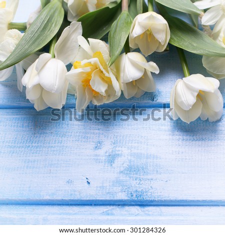 White tulips and narcissus flowers  on blue  painted wooden background. Selective focus. Place for text. Square image.