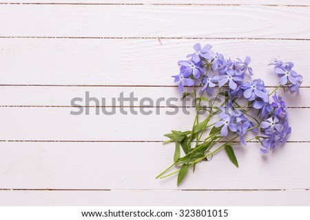 Background with fresh tender blue flowers on white wooden planks. Selective focus.