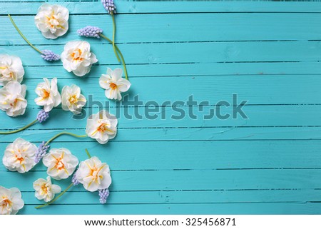 Border from white narcissus  and blue muscaries on green painted  wooden background. Selective focus. Place for text.