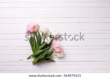 Fresh  spring white and pink  tulips  on white  painted wooden background. Selective focus. Place for text.