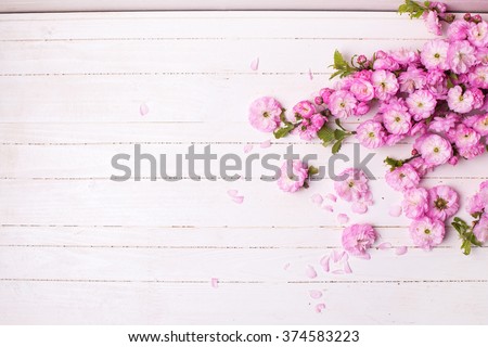 Background with bright pink   flowers on white  wooden planks. Selective focus. Place for text.