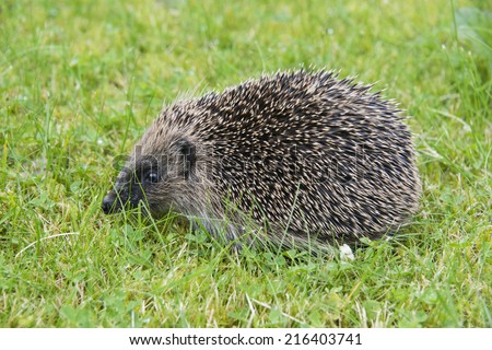 A young hedgehog searching for food around a garden in England