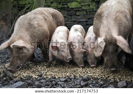 A family of pigs eating pellets of food