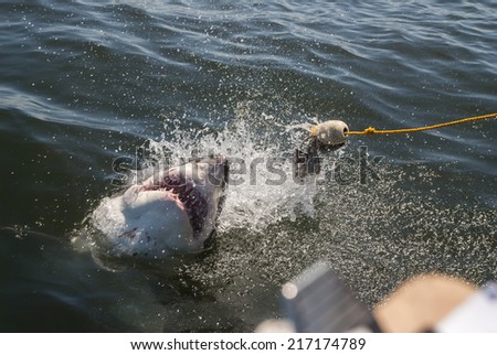 A great white shark lunges for the bait at a cage diving boat in South Africa