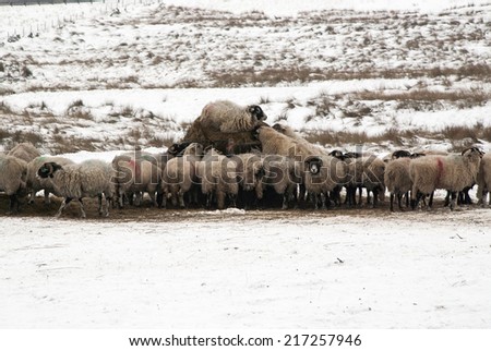 Sheep feeding from hay bales in the middle of winter, Derbyshire, England