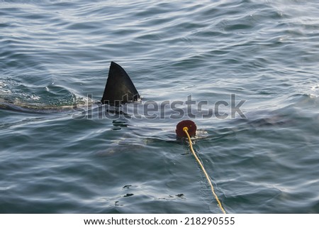 The fin of a great white shark cuts through the water as it approaches the decoy in Gansbaai, South Africa