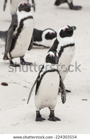 Close up of African penguins on Boulders Beach, False Bay, South Africa