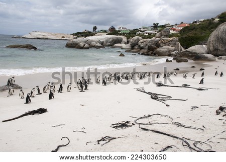Penguins on Boulders Beach, False Bay, South Africa