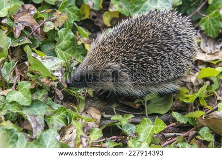 A young hedgehog searching for food around a garden in England
