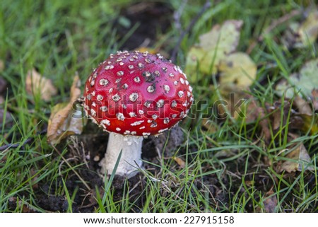 Close up of a Fly Agaric in a woodland
