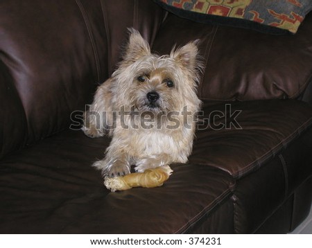 my Cairn terrier sitting on the sofa with a bone