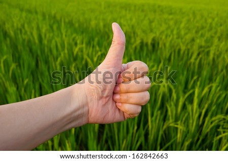 Hand with thumb up in front of green paddy field background