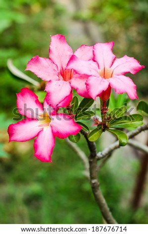 Tropical flower Pink  Desert rose.