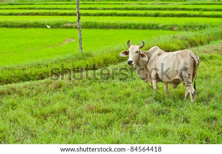 white cow standing with rice field landscape