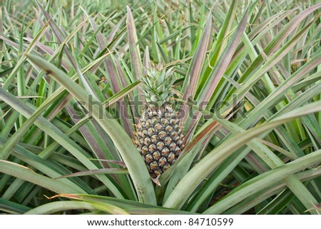 fresh pineapple growing in farm ,Thailand