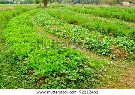 curve of vegetables field in countryside farm