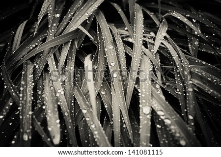 Dew drops on grass. Black and white
