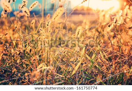 Sunset on the field. Fall country side concept