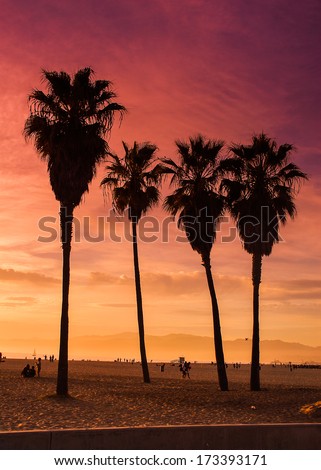 Venice Beach, California. Palm Trees In An Orange Sunset Light