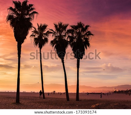 Venice Beach, California. Palm trees in an orange sunset light