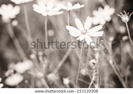 Wild white flowers in the summer time. Soft vintage black and white processed. Nature, and wedding concept
