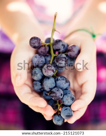 Young girl holding ripe organic grapes. Harvest, fall, country living, and vineyard concept.