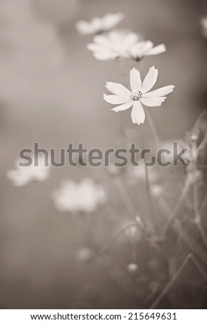 Wild flowers in the summer time. Soft vintage black and white processed. Nature, and wedding concept