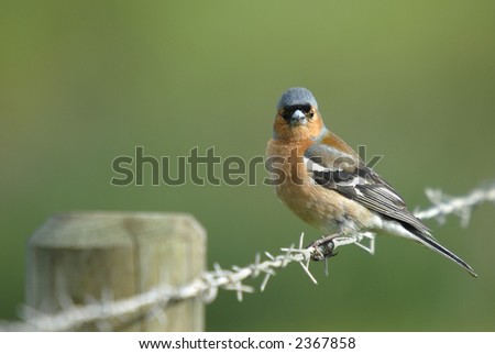 Chaffinch on barbed wire fence