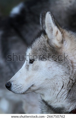 Portrait of wolf with blue eyes