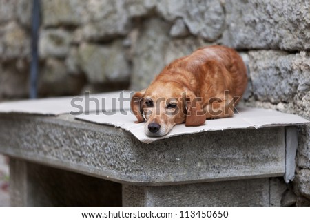Lonely dog waiting for its owner