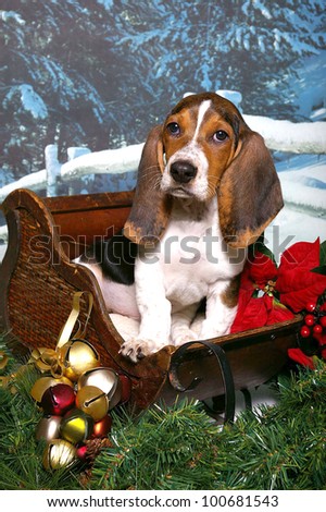 A basset hound puppy sits in a wooden sleigh decorated with Christmas bells, red poinsettias, and evergreen boughs