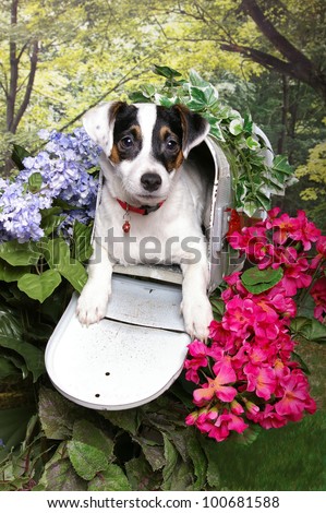A jack russell terrier puppy lays in an open mailbox in a flower garden