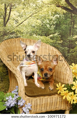 Two little chihuahua puppies sit together in a wicker chair in a flower garden