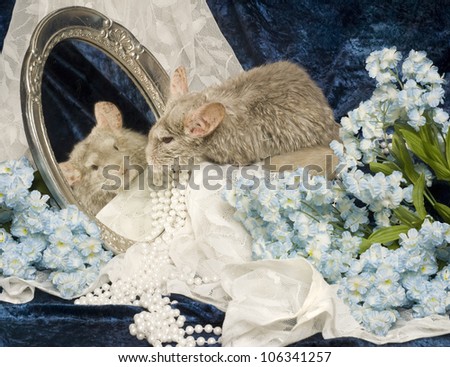A chinchilla looks into an antique mirror at her own reflected image.