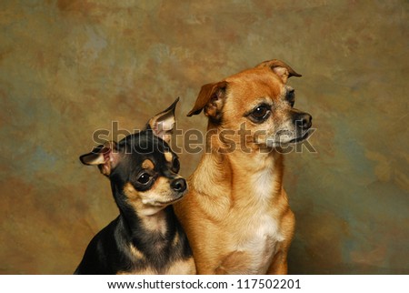 A head study of two chihuahua dogs