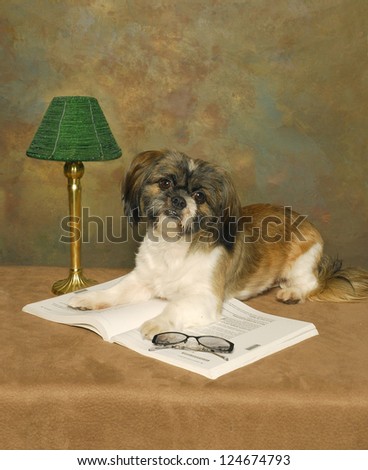A Shih Tzu dog lays on a books with a lamp and reading glasses.
