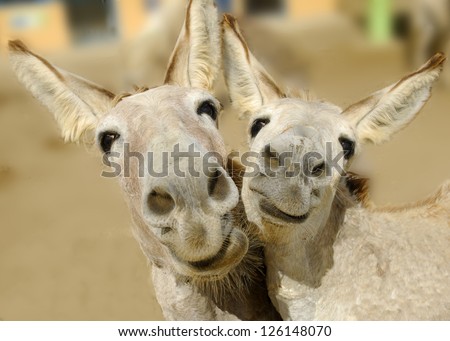 Two Cream Colored Donkeys Pose With Happy Smiles On Their Faces.