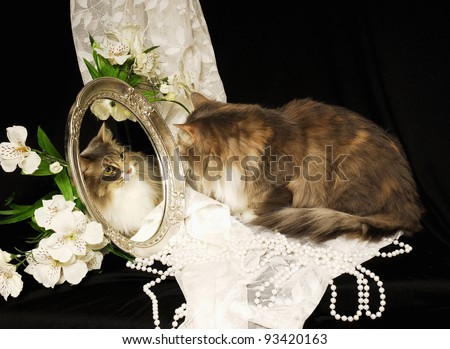 Calico cat Looking into a mirror at its reflected image