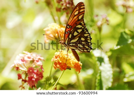 A Gulf Fritillary Butterfly  rests on a desert flower