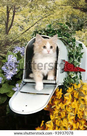 Yellow Tabby Kitten in a Mail Box
