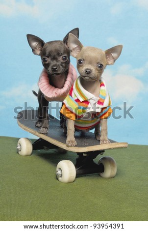 Two Chihuahuas on a Skate Board
