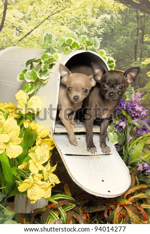 Chihuahua Pair in Mail Box