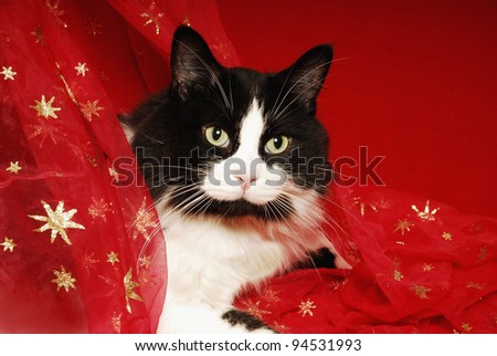 Cat Hiding Under Festive Red and Gold Material