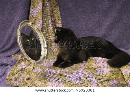 Black Cat Looks into Mirror at own reflected Image