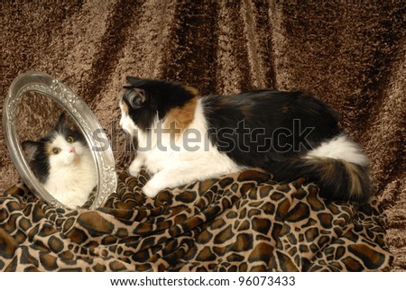 Calico Cat looks into Mirror on Animal Print